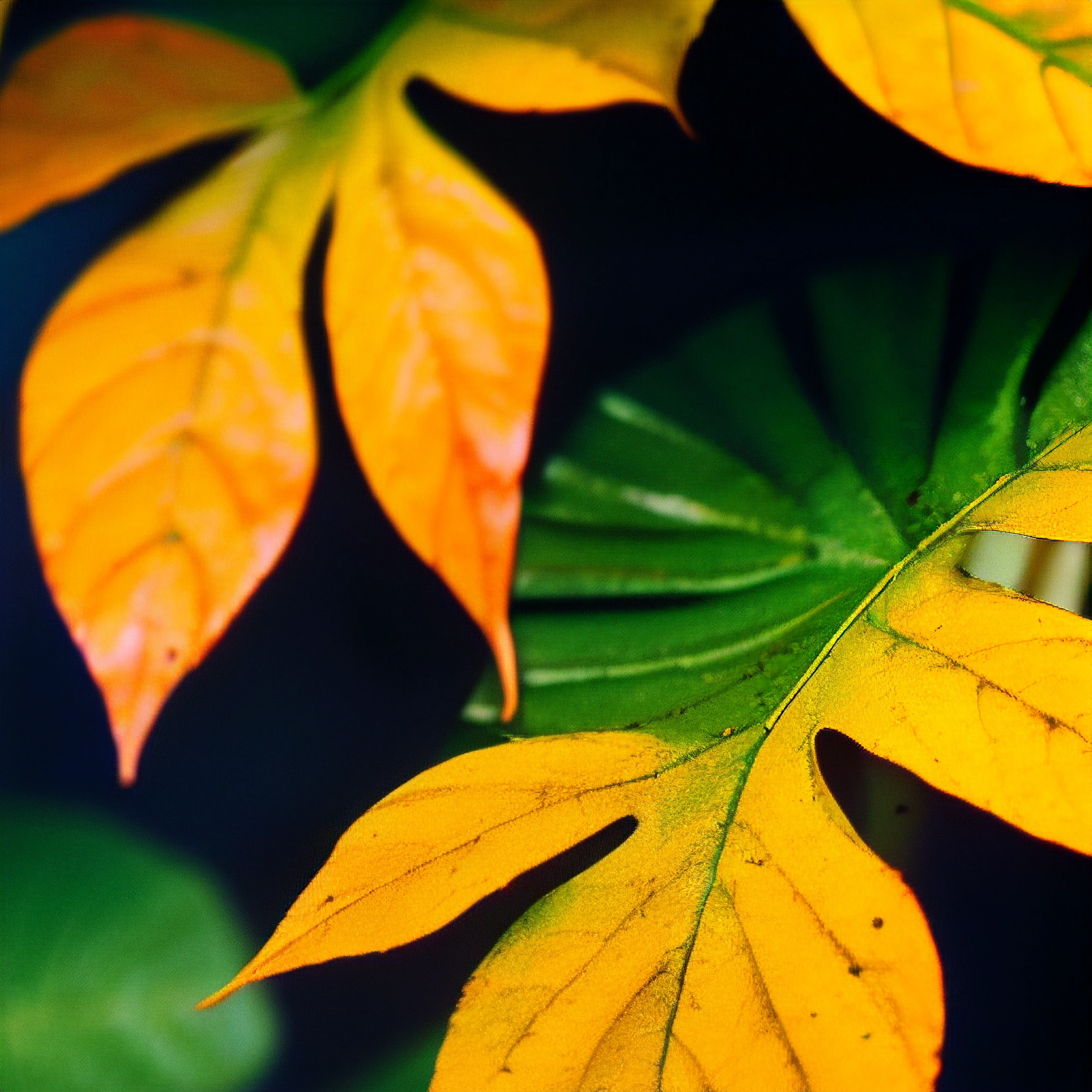 a close up of a leaf with yellow and green leaves