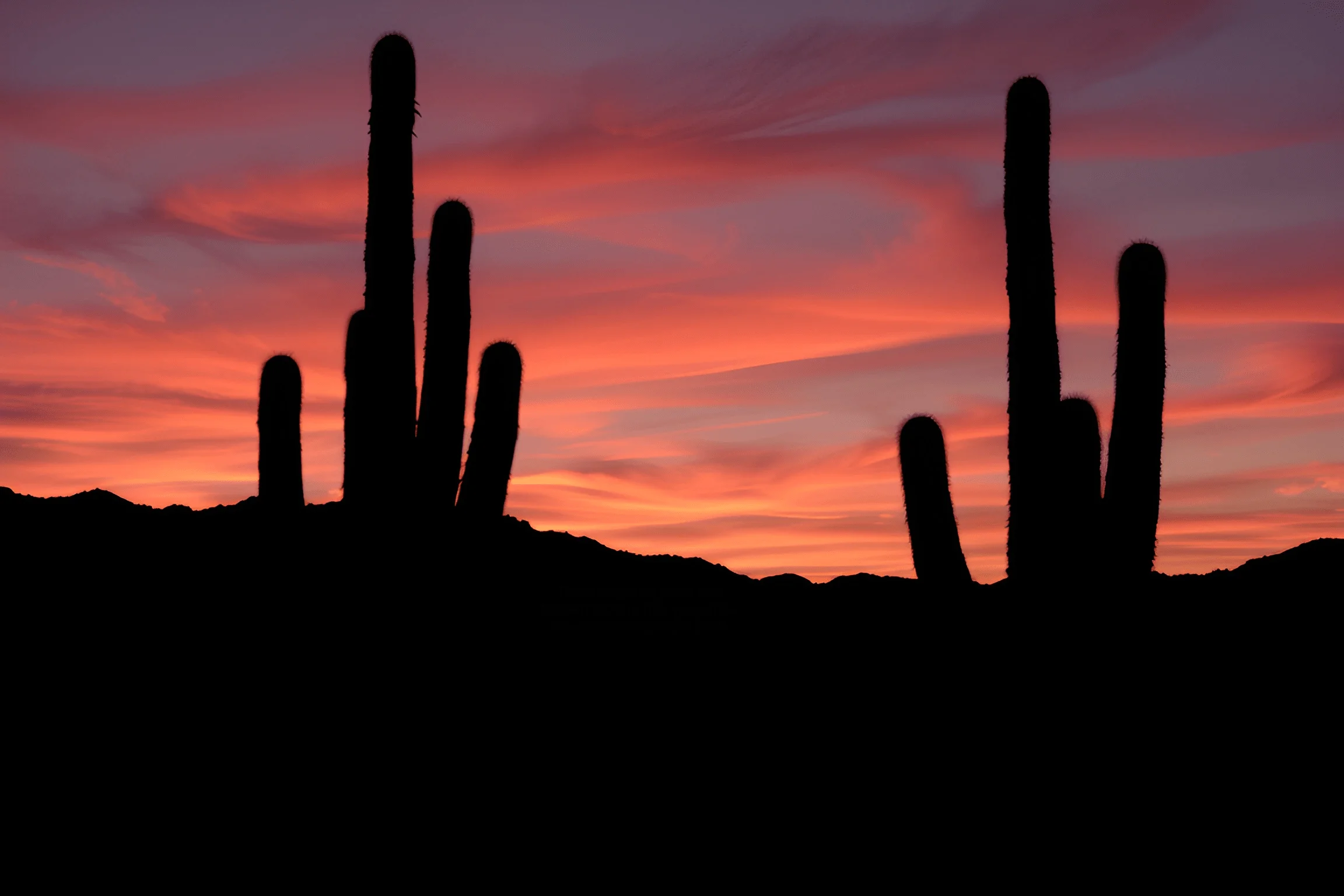 Saguaro Cactus Silhouettes at Desert Sunset - Free Download - AI Scribbles