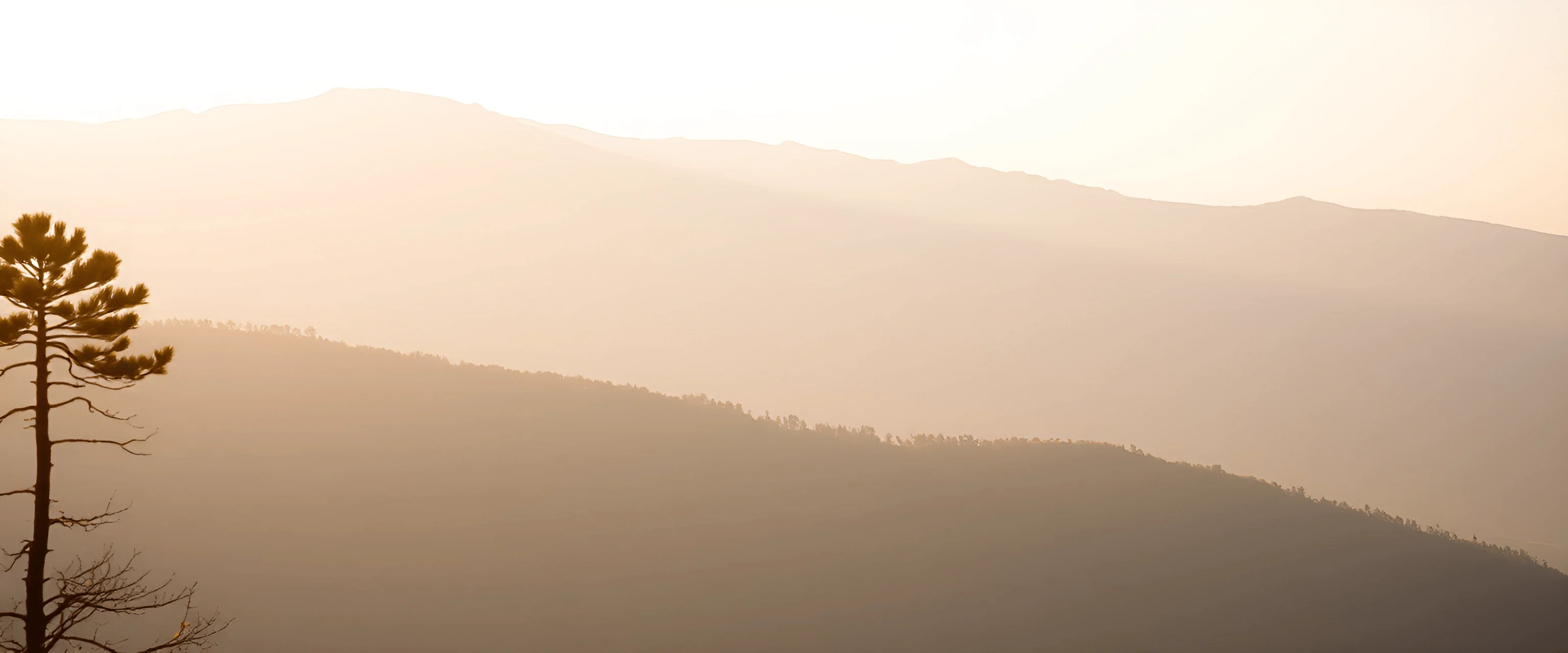 Sunlit Mountain Silhouettes With Pine Tree - Free Download - AI Scribbles