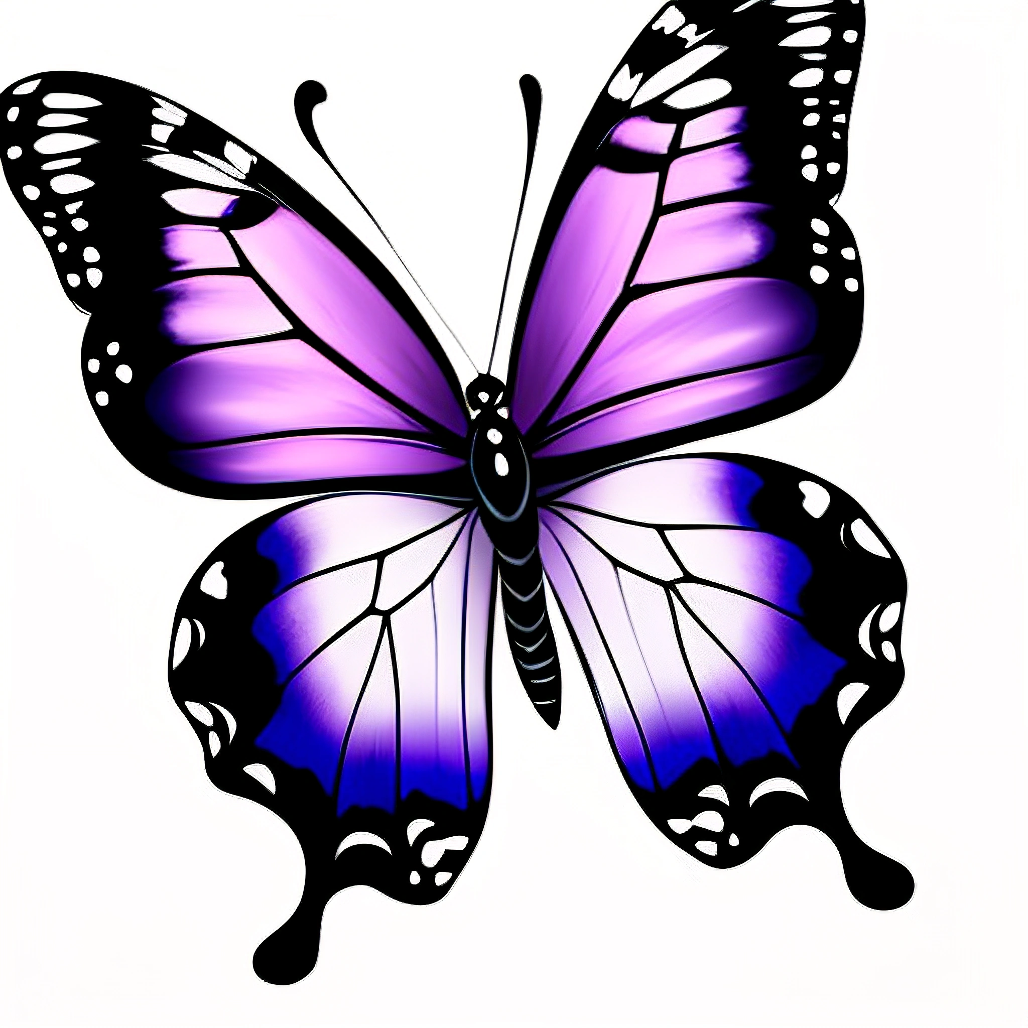 purple butterfly with black wings on white background