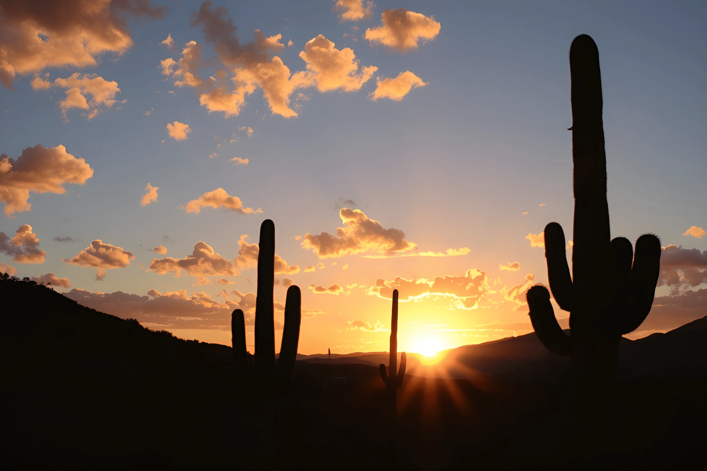 Desert Sunset with Saguaro Cacti Silhouettes - Free Download - AI Scribbles