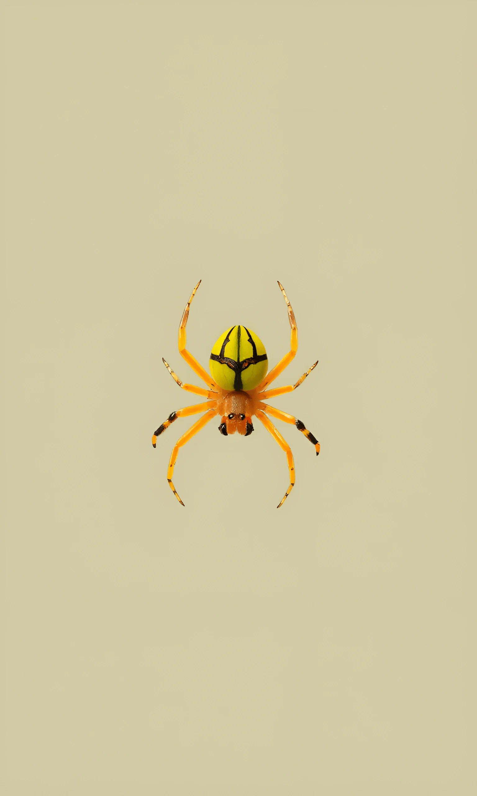 Yellow Spider with Black Markings on Beige Background - Free Download ...