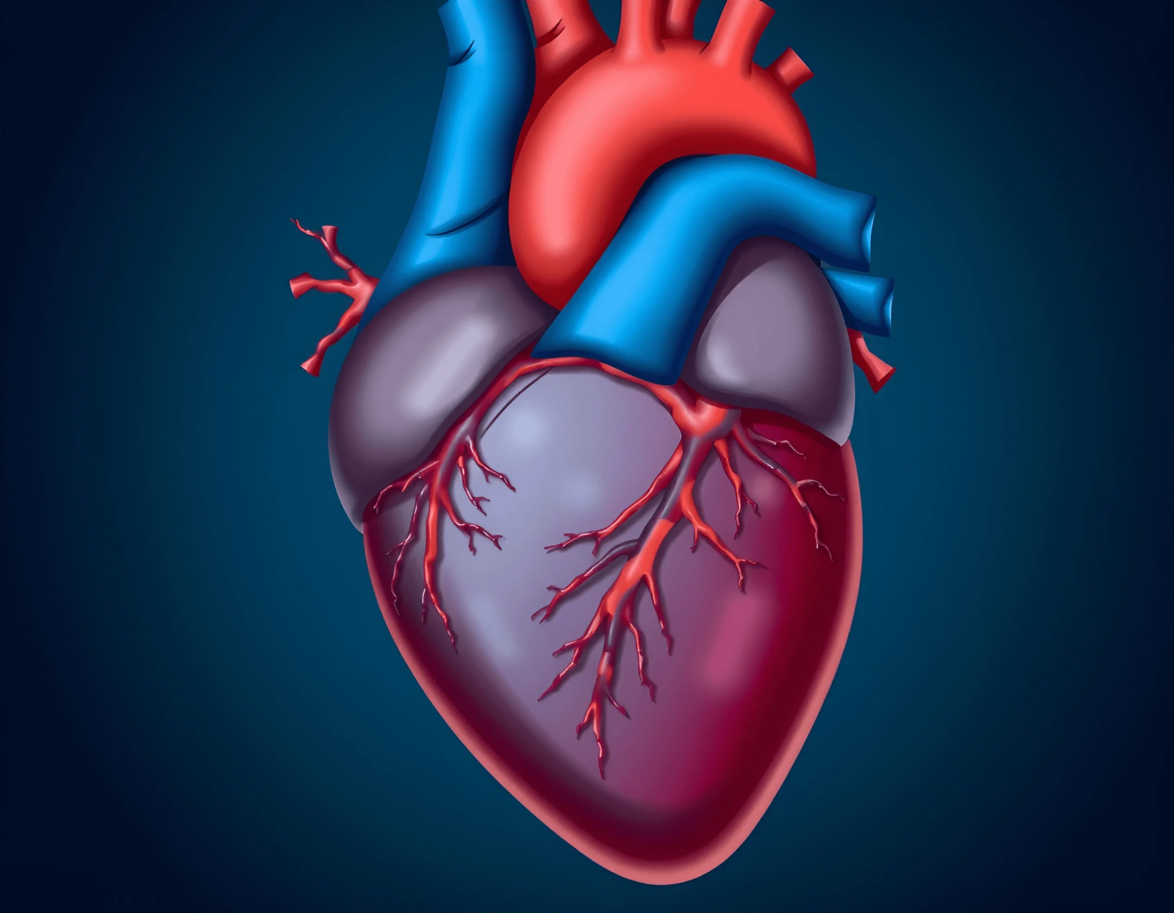 Detailed Anatomical Human Heart Illustration - Free Download - AI Scribbles
