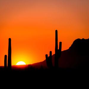 Desert Silhouette with Saguaro Cacti at Sunset - Free Download - AI ...