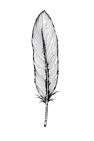 Detailed Illustration of a Single Feather - Free Download - AI Scribbles
