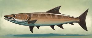 Artistic Illustration of a Barracuda Fish - Free Download - AI Scribbles